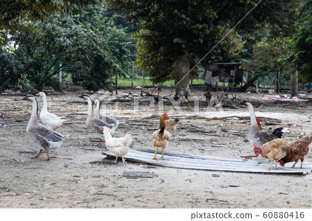 Free range chicken and poutry farming in Malaysia Free range chicken and poutry farming in Malaysia 60880416
