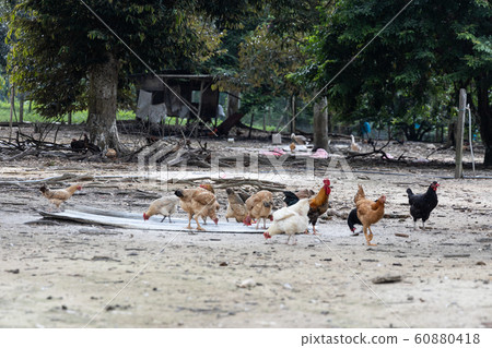 Free range chicken and poutry farming in Malaysia 60880418