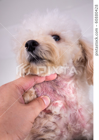 Dog body with red irritated skin due to allergy 60880428