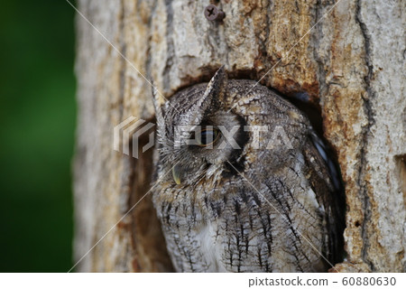 owl owl 60880630