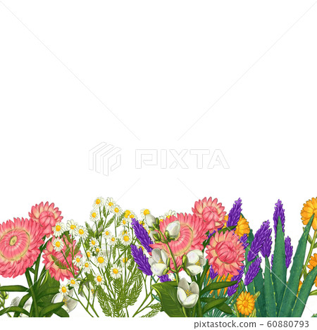 Hand drawn medicinal plant frame. Healing herbs border. isolated on white background 60880793