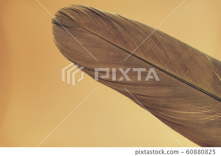 Close up Beautiful Bird feather on a yellow Close up Beautiful Bird feather on a yellow 60880825