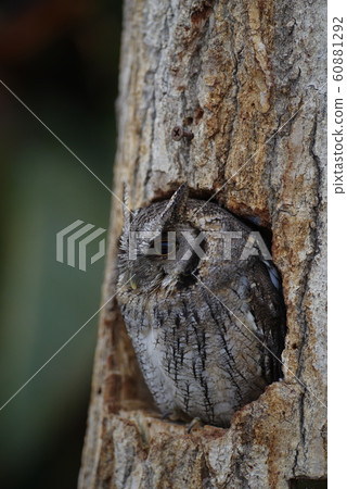 owl owl 60881292