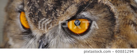 Vision Vision 60881294