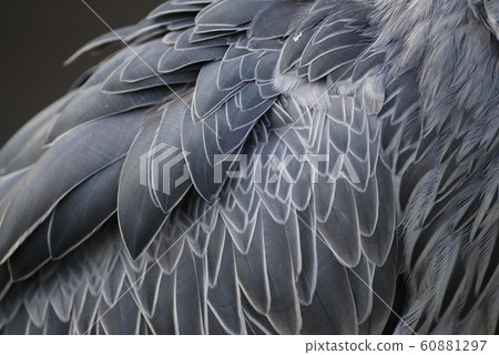 Shoebill wings 60881297