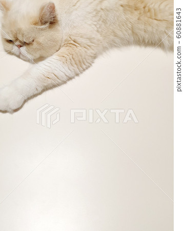 Cat resting on the table Cat resting on the table 60881643