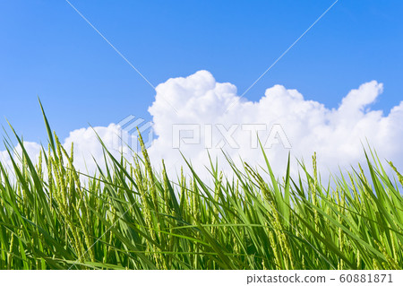 仍然綠色的稻穗、積雨雲和深藍的天空夏天風景 仍然綠色的稻穗、積雨雲和深藍的天空夏天風景 60881871