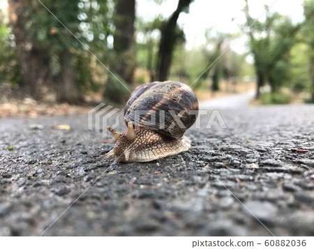 The life of white snails in the wild The life of white snails in the wild 60882036