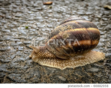 The life of white snails in the wild The life of white snails in the wild 60882038