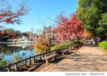 Inokashira Park 60883519