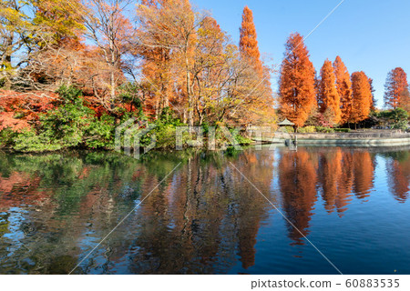 Inokashira Park 60883535