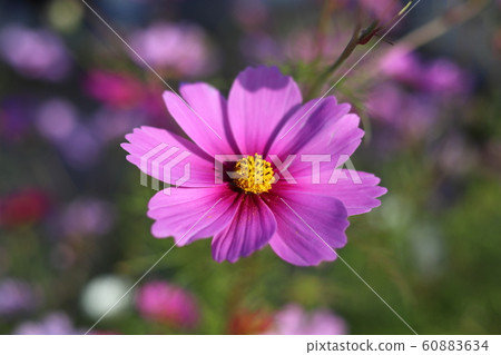 Cosmos Cosmos 60883634
