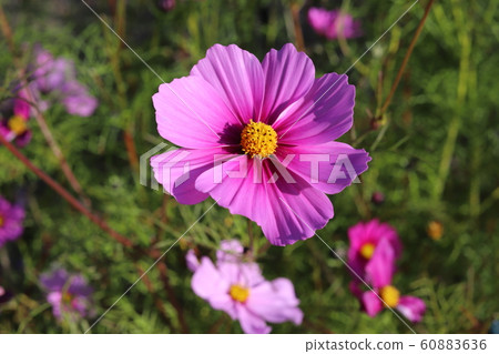 Cosmos Cosmos 60883636