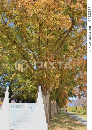 Metasequoia Tree Line Metasequoia Tree Line 60883824