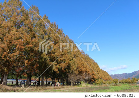 Metasequoia Tree Line Metasequoia Tree Line 60883825