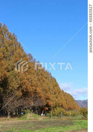 Metasequoia Tree Line Metasequoia Tree Line 60883827