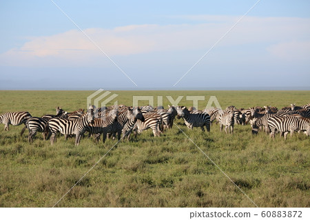 Ugorongoron 60883872