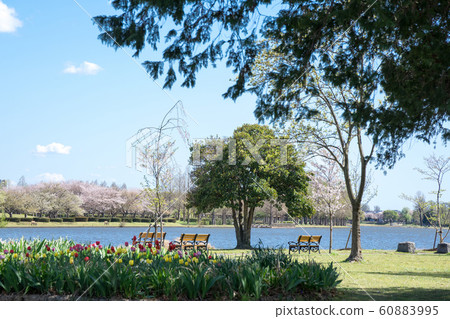盛開的櫻花樹水本公園 60883995