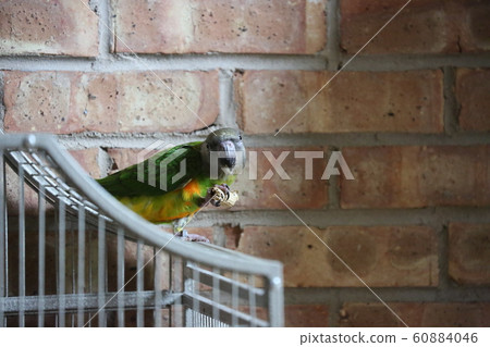 塞內加爾鸚鵡 60884046