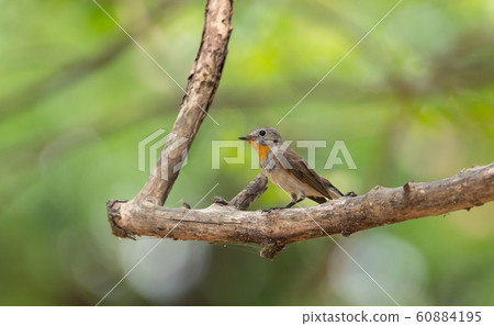 Red-throated Flycatcher (Ficedula albicilla) Red-throated Flycatcher (Ficedula albicilla) 60884195
