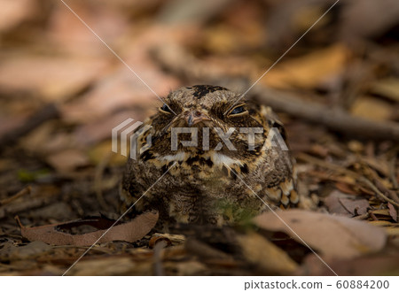 Large-tailed Nightjar ( Caprimulgus macrurus) Large-tailed Nightjar ( Caprimulgus macrurus) 60884200