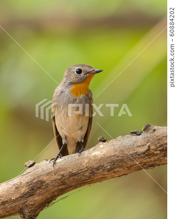 Red-throated Flycatcher (Ficedula albicilla) Red-throated Flycatcher (Ficedula albicilla) 60884202