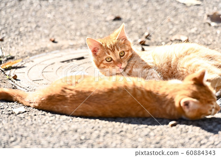 貓咪 貓咪 60884343