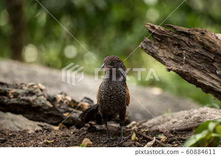 Coucals, Crow pheasants standing on a rock 60884611