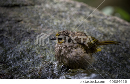 Stripe-throated Bulbul (Pycnonotus finlaysoni) 60884616
