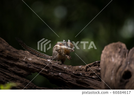 Indochinese ground squirrel on dry wood in park  60884617