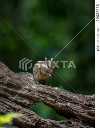 Indochinese ground squirrel on dry wood 60884618