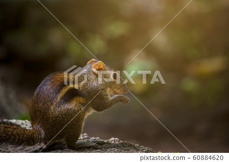 Indochinese ground squirrel on stone 60884620