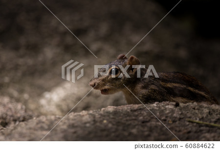 Indochinese ground squirrel (Menetes berdmorei) 60884622