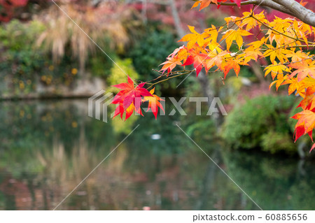 Pond and autumn leaves Pond and autumn leaves 60885656