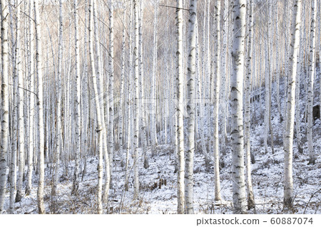 Snow-covered birch forest Snow-covered birch forest 60887074