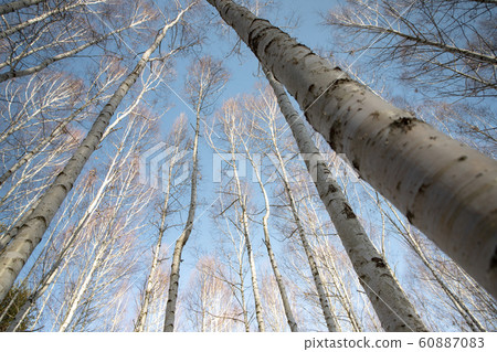 樺木直立向天空 樺木直立向天空 60887083
