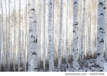 冰雪覆蓋的白樺林 60887098