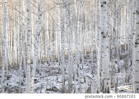 冰雪覆蓋的白樺林 冰雪覆蓋的白樺林 60887101