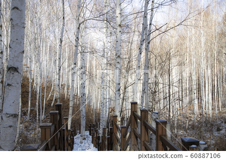 冰雪覆蓋的白樺林 冰雪覆蓋的白樺林 60887106