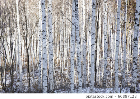 因耶伯奇森林冬季 60887128