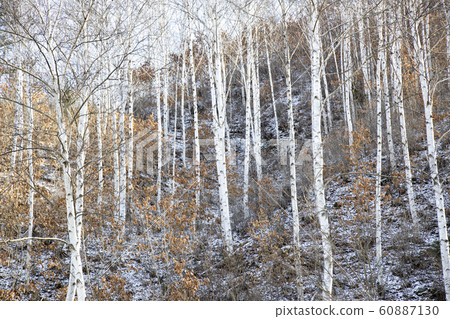 Inje Birch Forest Winter 60887130