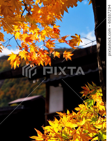 Autumn leaves of maple dyeing post town 60887294