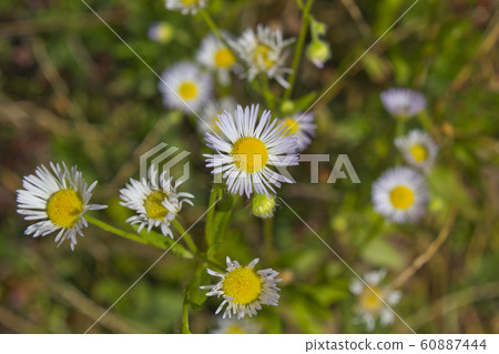 Nationalization 60887444