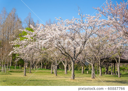 Cherry blossoms in full bloom Misato Park Cherry blossoms in full bloom Misato Park 60887766