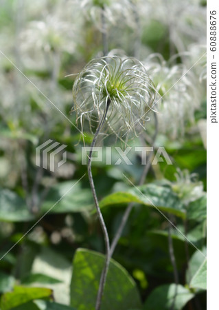 Clematis Hendersonii 60888676