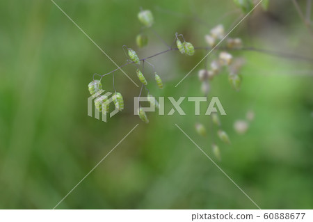 Common quaking grass Common quaking grass 60888677
