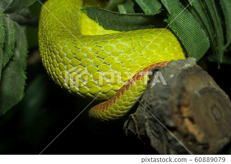 Close up green snake skin on tree Close up green snake skin on tree 60889079