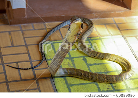 Close up  king cobra on floor is dangerous snake 60889080