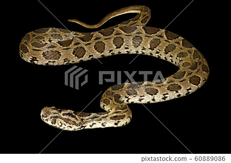 russell's viper snake on black background have russell's viper snake on black background have 60889086