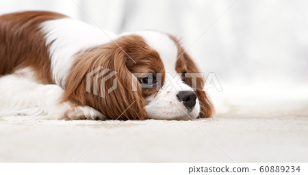 head melancholy dog puppy 60889234